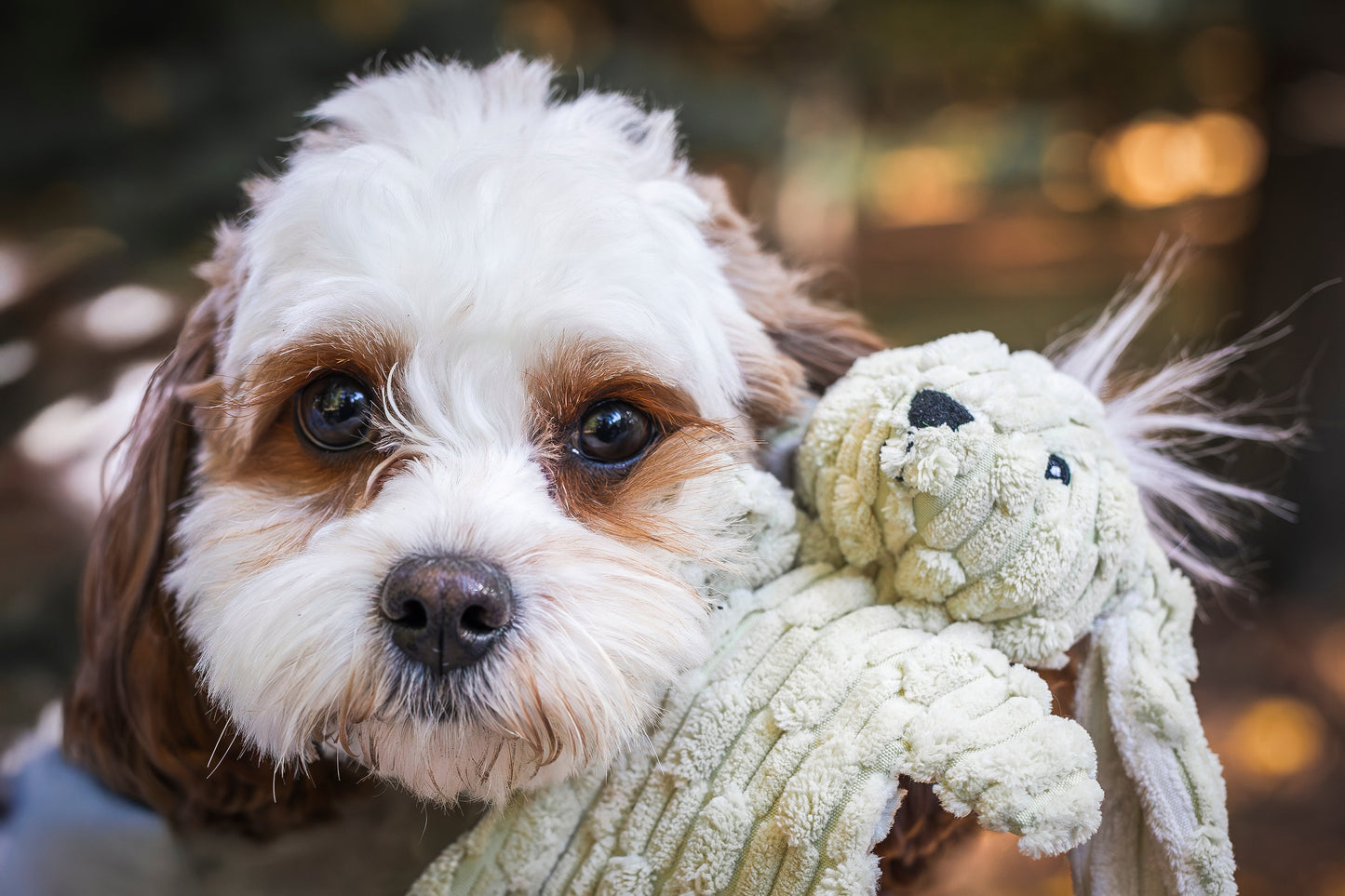 Barnyard Flatties™ 3-Pack Dog Toy Set