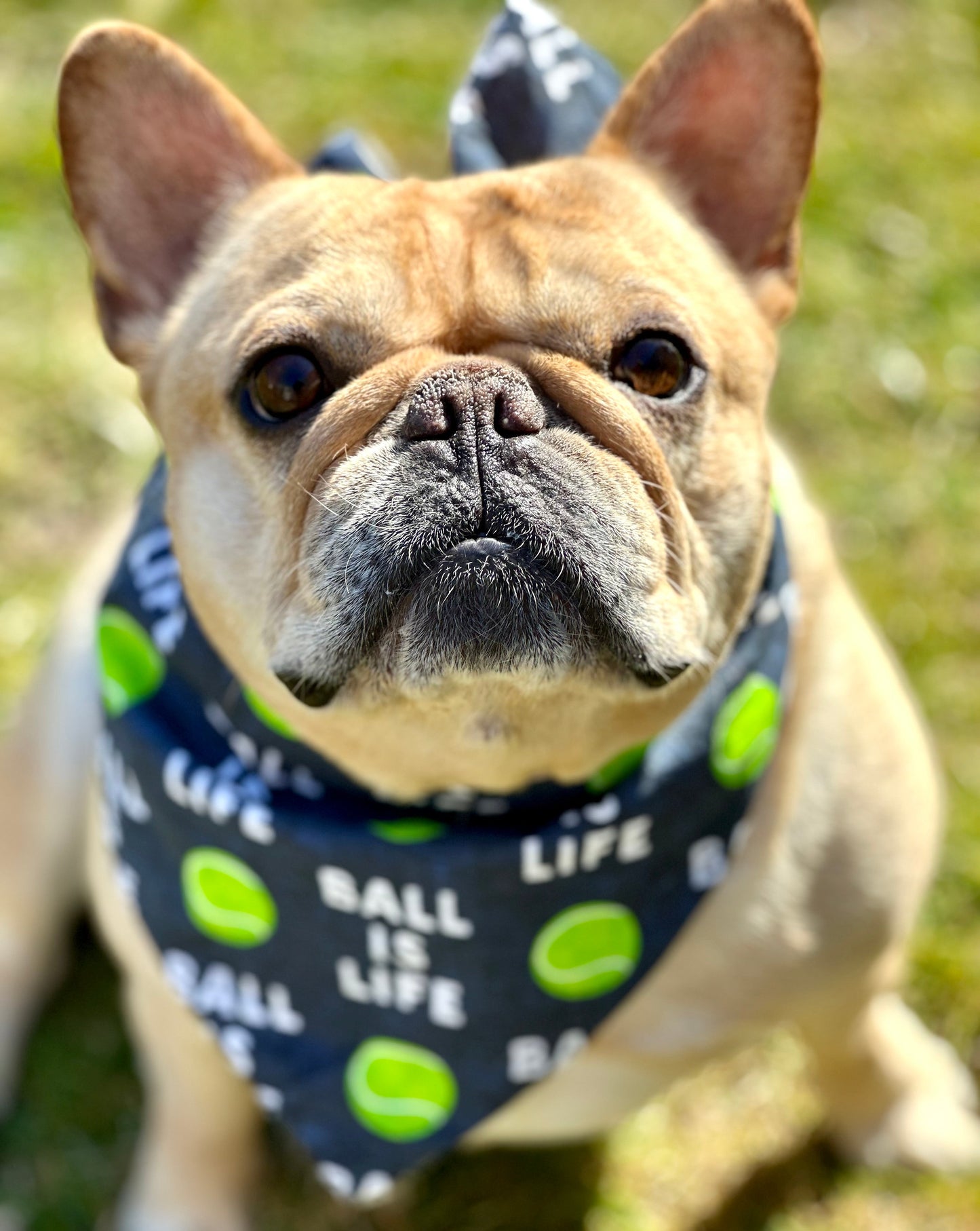 Game, Set, Fetch Dog Bandana