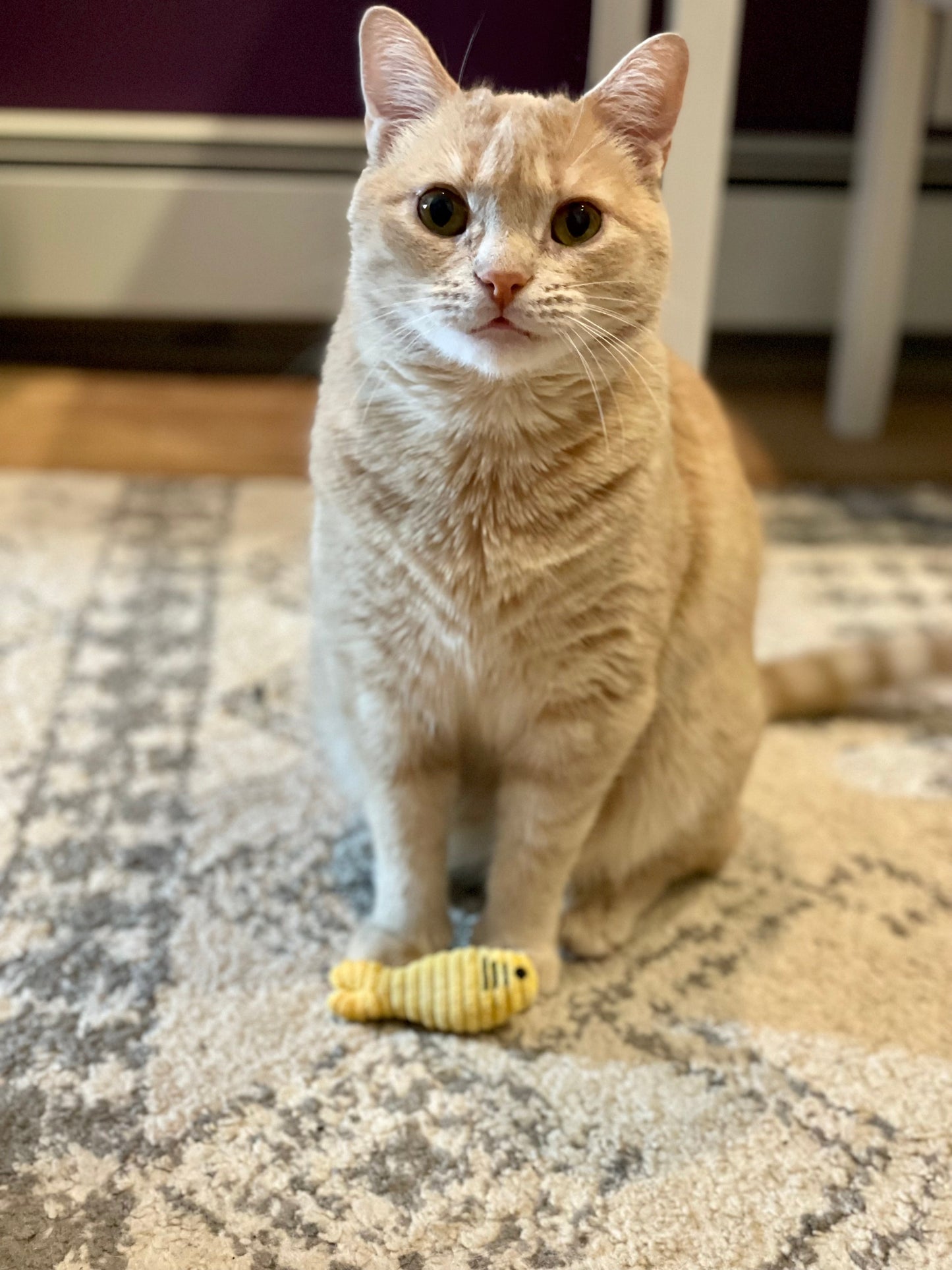 Catnip Sardinies Cat Toy by HuggleKats®