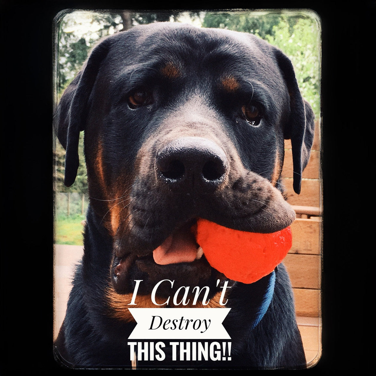 WUNDERball Natural Rubber Dog Ball
