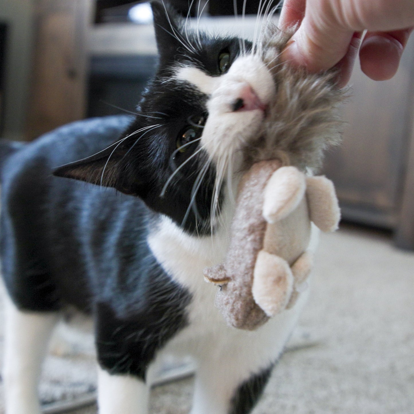 HuggleKats® Wee Feller Squirrelie Catnip & Crinkle Cat Toy 🐿️