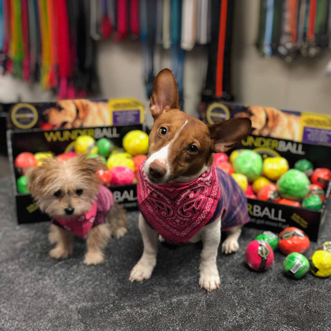 WUNDERball Natural Rubber Dog Ball